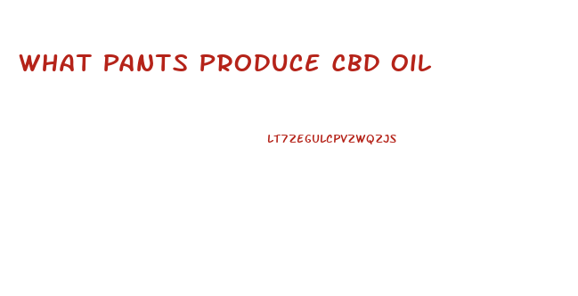 What Pants Produce Cbd Oil