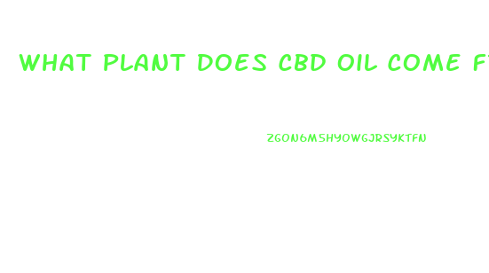 What Plant Does Cbd Oil Come From