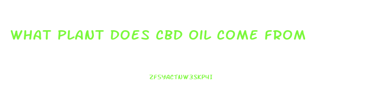 What Plant Does Cbd Oil Come From