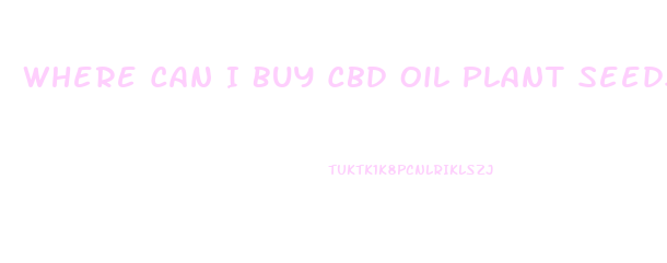 Where Can I Buy Cbd Oil Plant Seeds