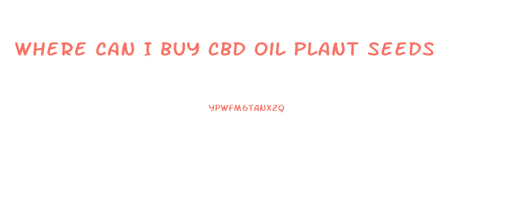 Where Can I Buy Cbd Oil Plant Seeds