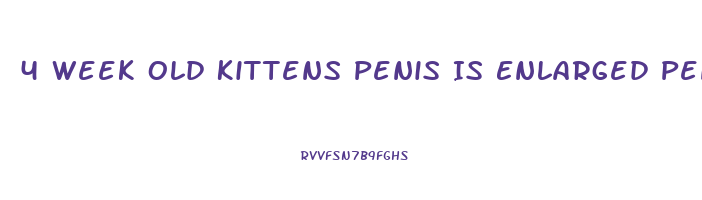 4 Week Old Kittens Penis Is Enlarged Penis Is Protruding