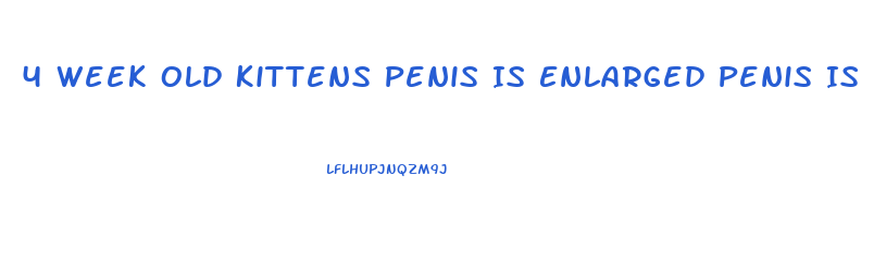 4 Week Old Kittens Penis Is Enlarged Penis Is Protruding