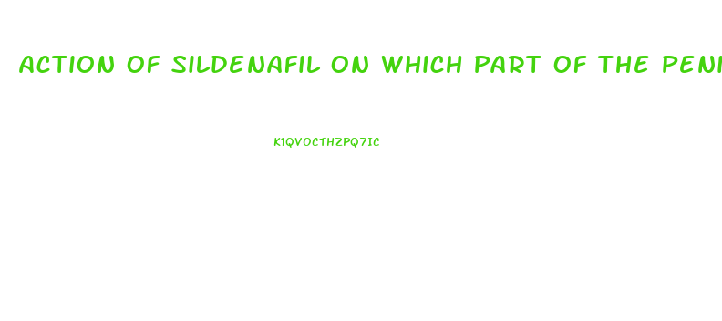 Action Of Sildenafil On Which Part Of The Penis