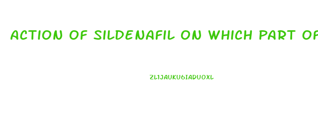 Action Of Sildenafil On Which Part Of The Penis