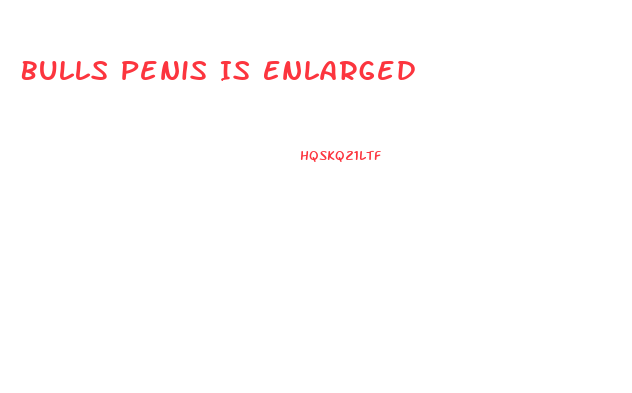 Bulls Penis Is Enlarged