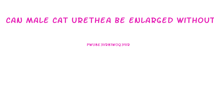 Can Male Cat Urethea Be Enlarged Without Penis Amputation