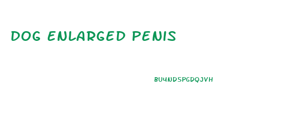 Dog Enlarged Penis