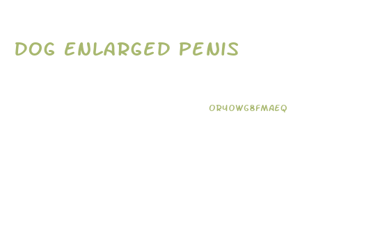 Dog Enlarged Penis