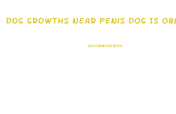 Dog Growths Near Penis Dog Is Obese
