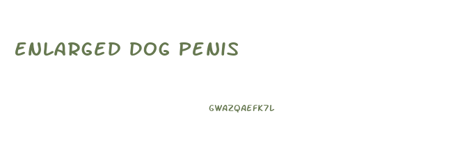 Enlarged Dog Penis