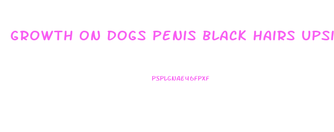 Growth On Dogs Penis Black Hairs Upside Down