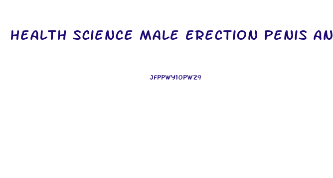 Health Science Male Erection Penis Anatomy Hard Enlarged