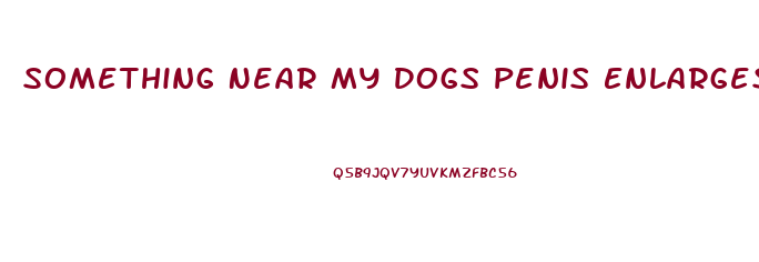 Something Near My Dogs Penis Enlarges And Shrinks