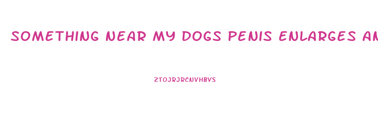 Something Near My Dogs Penis Enlarges And Shrinks