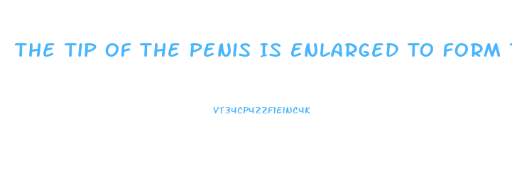 The Tip Of The Penis Is Enlarged To Form The