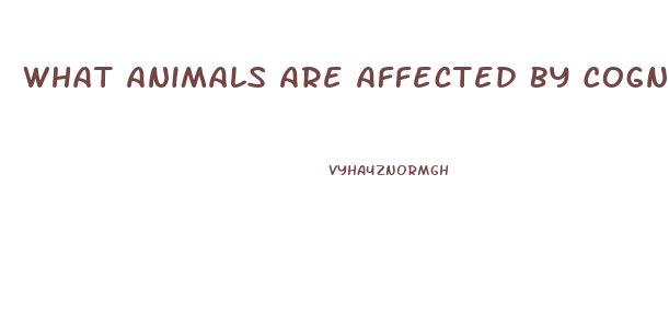 What Animals Are Affected By Cognitive Dysfunction