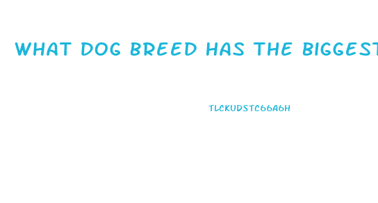 What Dog Breed Has The Biggest Sex Drive