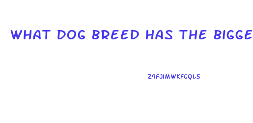 What Dog Breed Has The Biggest Sex Drive