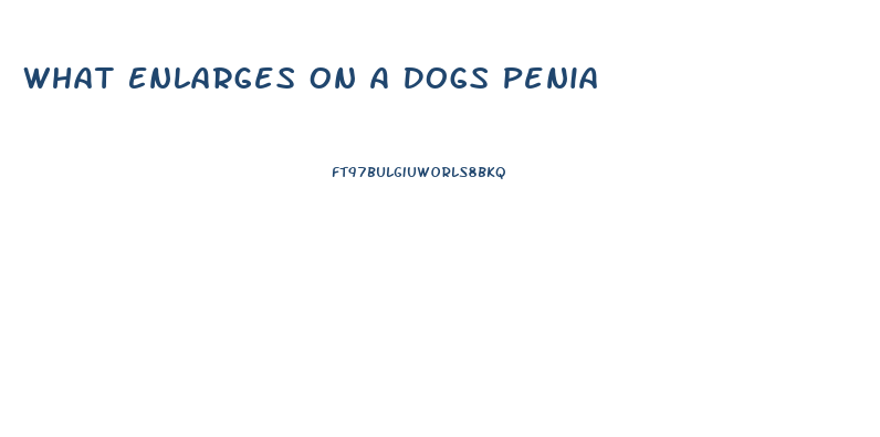 What Enlarges On A Dogs Penia