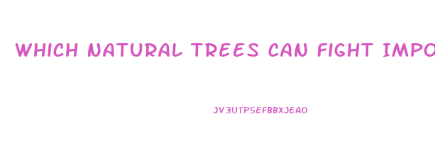Which Natural Trees Can Fight Impotence