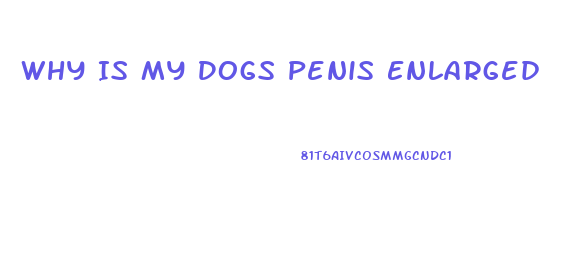 Why Is My Dogs Penis Enlarged