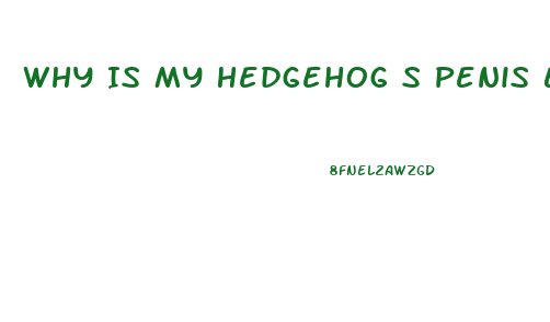 Why Is My Hedgehog S Penis Enlarged With White Spots