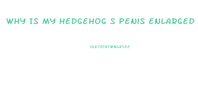 Why Is My Hedgehog S Penis Enlarged With White Spots