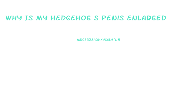 Why Is My Hedgehog S Penis Enlarged