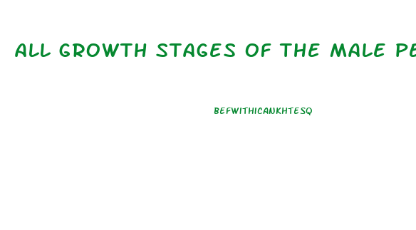 all growth stages of the male penis