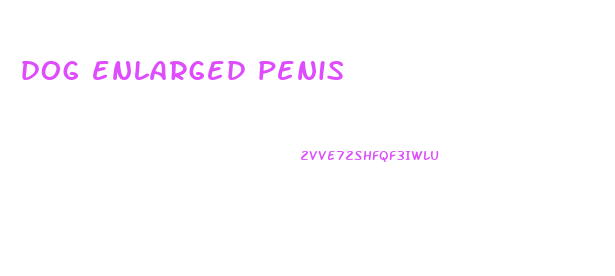 dog enlarged penis