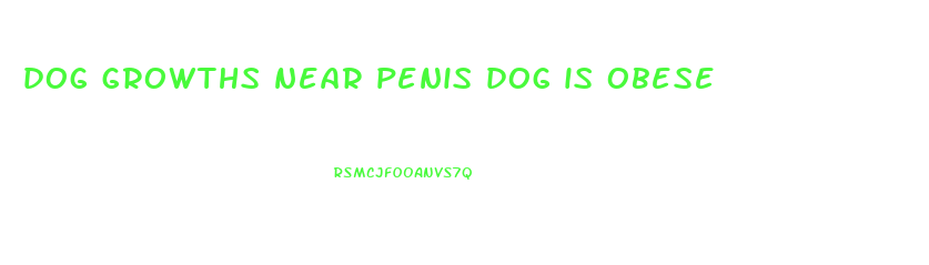 dog growths near penis dog is obese