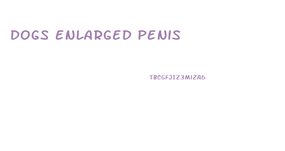 dogs enlarged penis