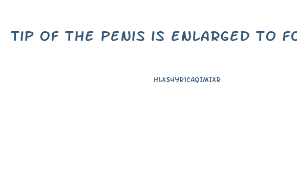 tip of the penis is enlarged to form the