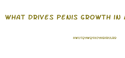 what drives penis growth in male