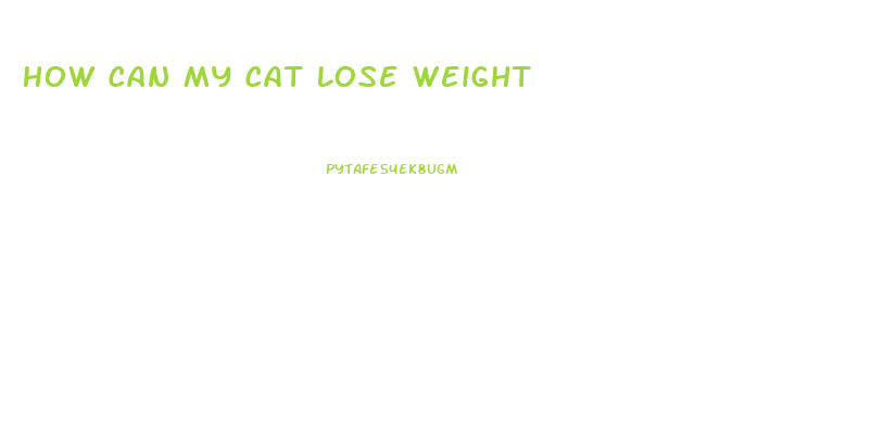 How Can My Cat Lose Weight