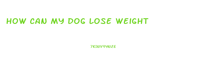 How Can My Dog Lose Weight