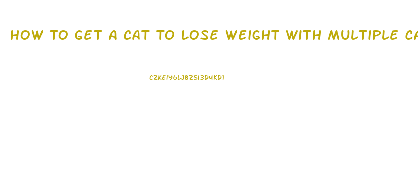 How To Get A Cat To Lose Weight With Multiple Cats