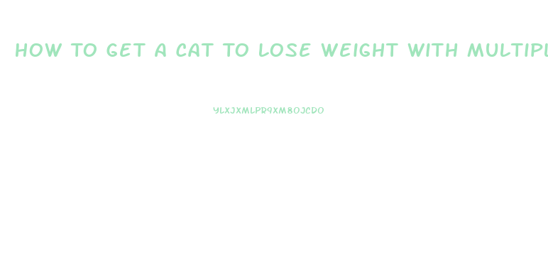 How To Get A Cat To Lose Weight With Multiple Cats