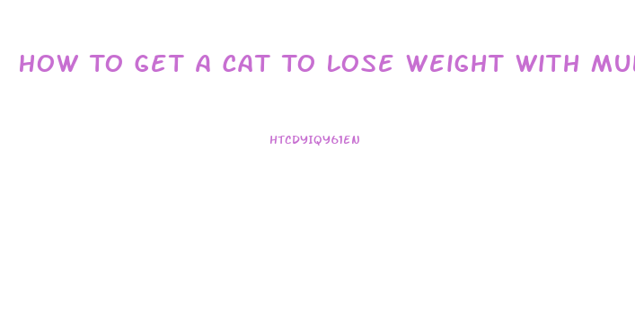 How To Get A Cat To Lose Weight With Multiple Cats