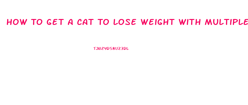 How To Get A Cat To Lose Weight With Multiple Cats