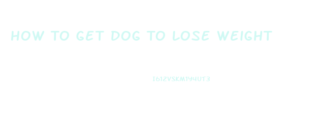 How To Get Dog To Lose Weight