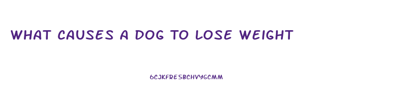 What Causes A Dog To Lose Weight