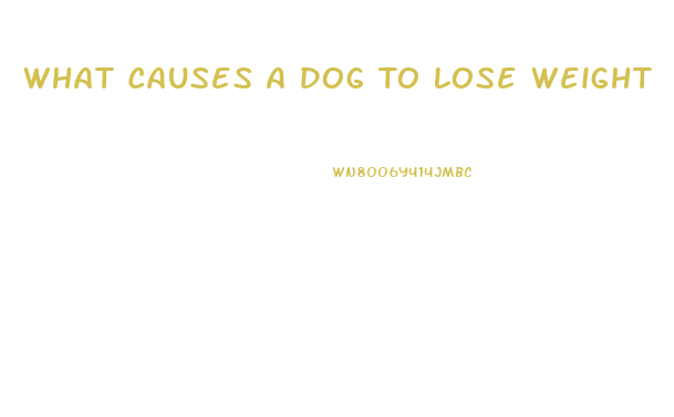 What Causes A Dog To Lose Weight