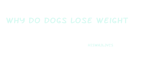 Why Do Dogs Lose Weight