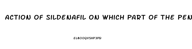 Action Of Sildenafil On Which Part Of The Penis