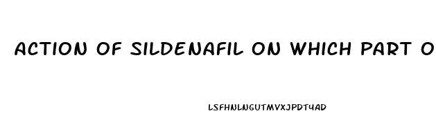 Action Of Sildenafil On Which Part Of The Penis