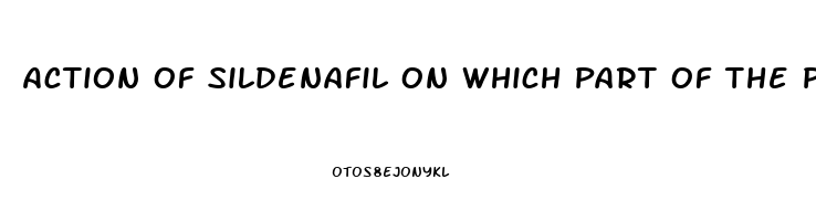 Action Of Sildenafil On Which Part Of The Penis