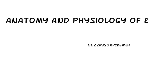 Anatomy And Physiology Of Erectile Dysfunction