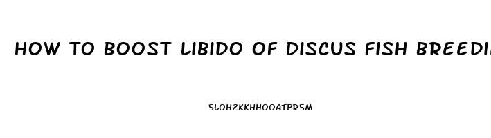 How To Boost Libido Of Discus Fish Breeding